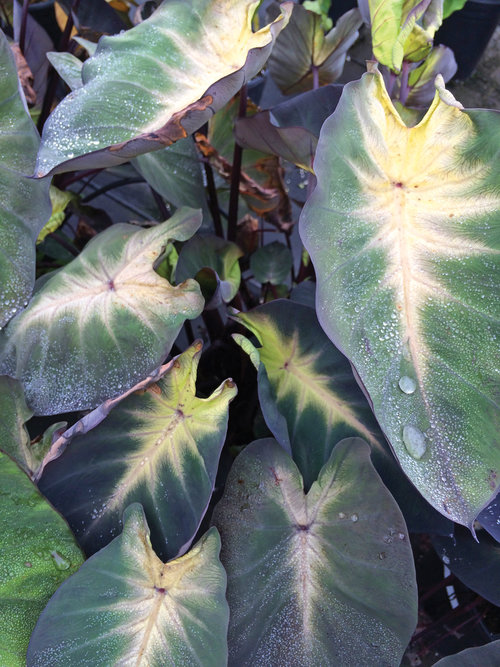 Royal Hawaiian® Tropical Storm - Elephant's Ear - Colocasia esculenta