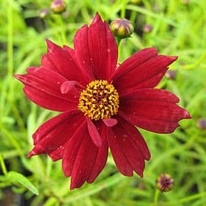 coreopsis-cherry-lemonade-_tickseed_.jpg