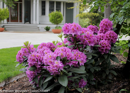 Dandy Man Purple Rhododendron