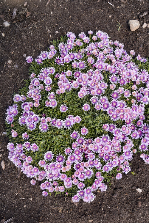 Delosperma Pink Radiance