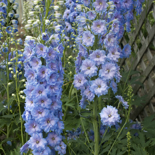 'Blue Lace' - Hybrid Bee Delphinium