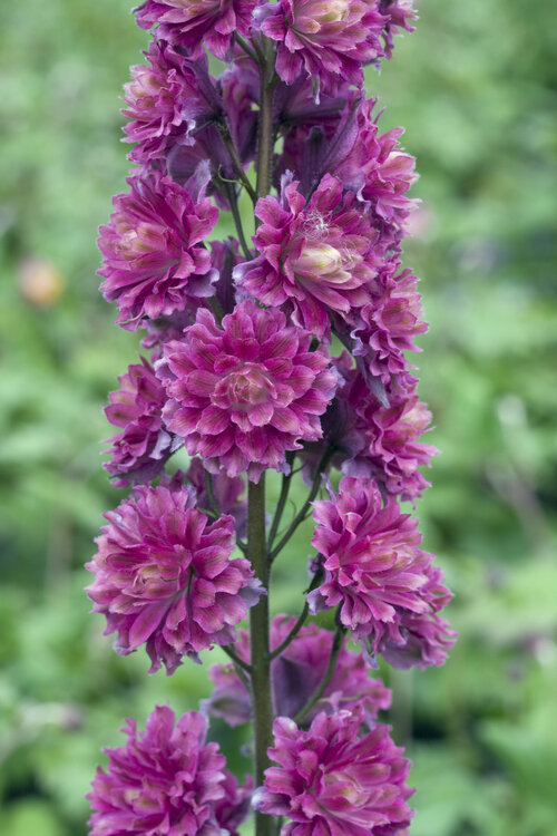 delphinium_highlander_flamenco.jpg