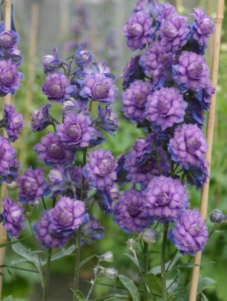 delphinium_highlander_sweet_sensation.jpg