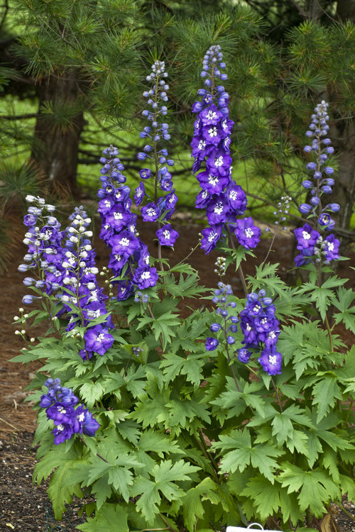 delphinium_purple_passion_cjw11.jpg