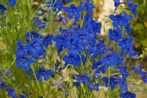 delphinium_summer_nights_cjw10.jpg