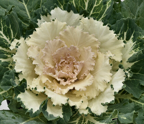 Osaka White - Flowering Cabbage