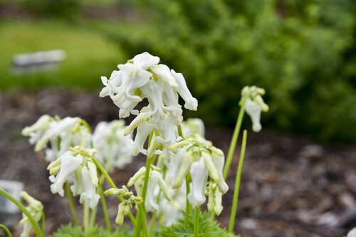 Dicentra White Diamonds image