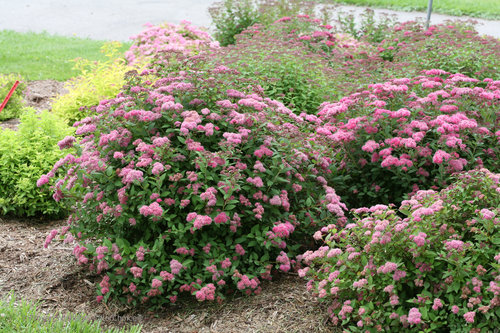 Spirea Ultimate Care Growing Guide Proven Winners