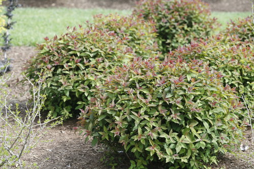 Double Play Red Spiraea