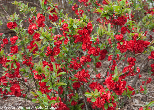 Double Take Scarlet Storm Chaenomeles