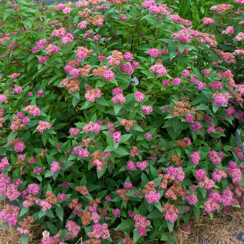 Double Play® Artisan® - Spirea landscape