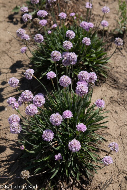 Dreameria® Sweet Dreams - Thrift, Sea Pinks