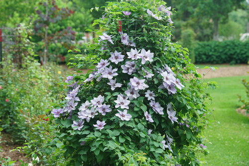 Still Waters clematis has purple flowers on lush vines.