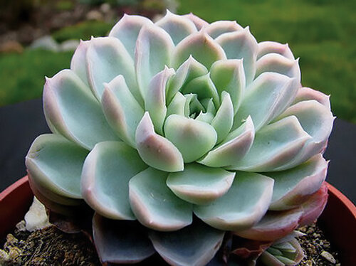 echeveria_elegans_rgb.jpg