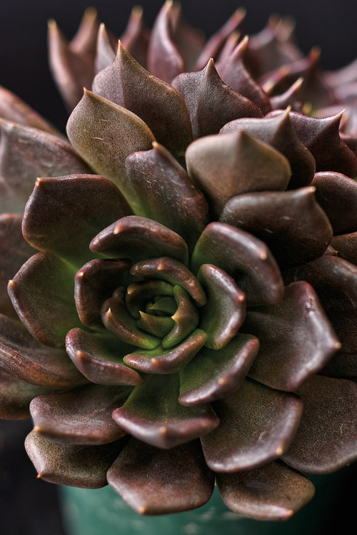 Black Prince - Echeveria