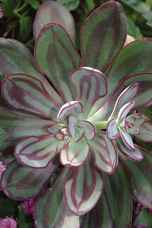 Painted Echeveria