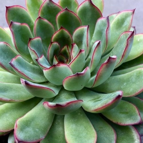 echeveria_red_edge_-_square.jpg