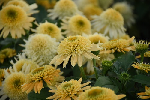 Echinacea Double Coded Butter Pecan