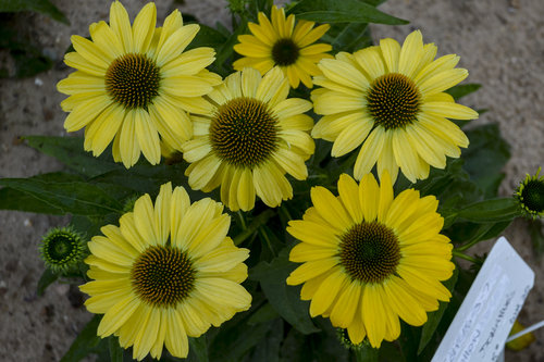 echinacea_canary_feathers_apj16_4.jpg | Proven Winners