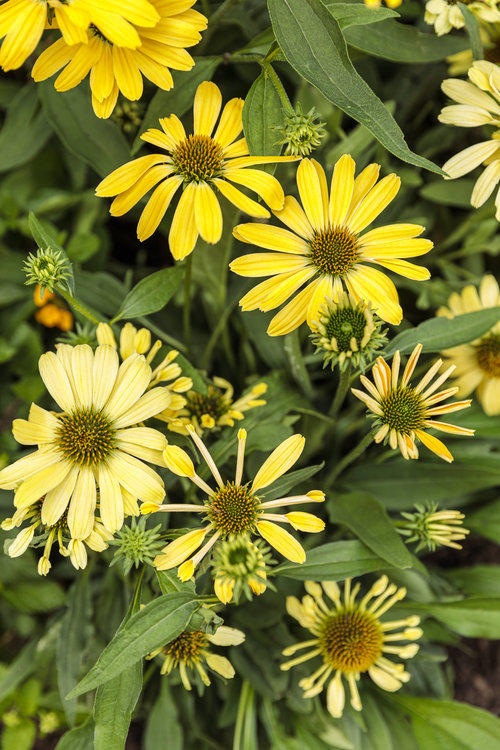 echinacea_color_coded_yellow_my_darling_25.jpg