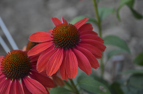 'Frankly Scarlet' Coneflower