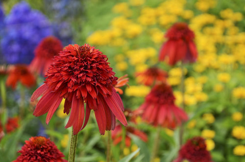 echinacea_hot_papaya_cjw16_20.jpg