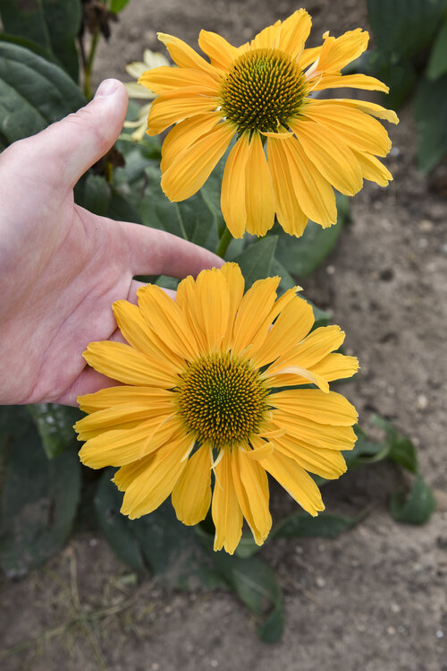 Echinacea Color Coded One in a Melon