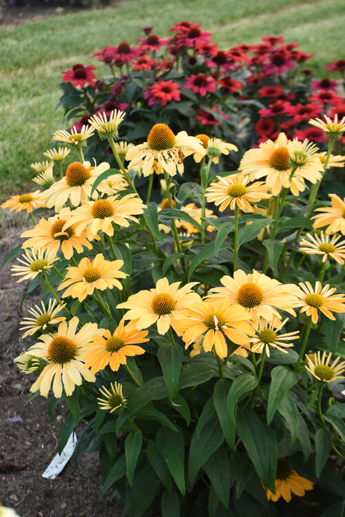 Echinacea Color Coded One in a Melon