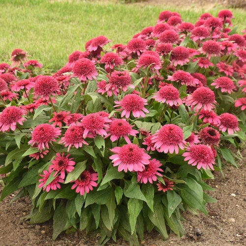 Echinacea Double Coded Raspberry Beret