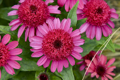 Echinacea Double Coded Raspberry Beret