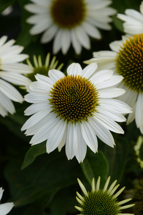 Echinacea Sombrero® Blanco