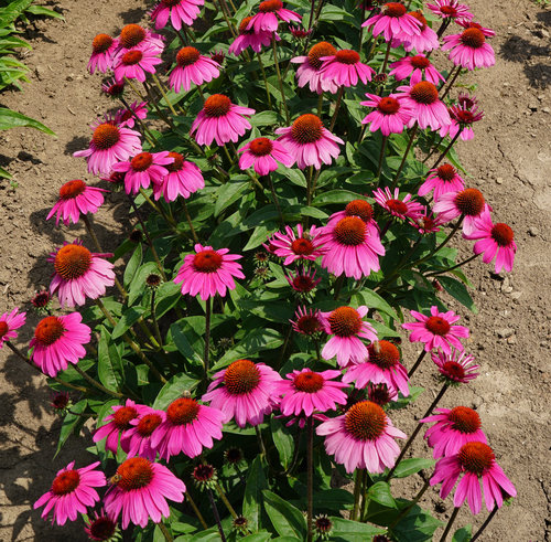 Echinacea Sombrero® Rosada