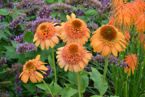 Echinacea SUPREME™ 'Cantaloupe'