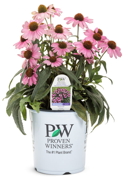 echinacea_the_fuchsia_is_bright_1-gal.jpg