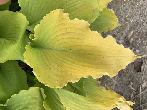 Hosta SHADOWLAND Echo the Sun