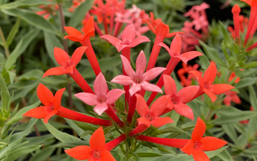 Dark orange star-shaped tubular flowers on Estrellita Little Star Bouvardia.