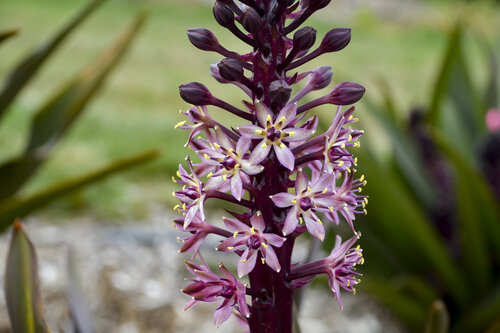 Eucomis Crowning Glory Purple Reign