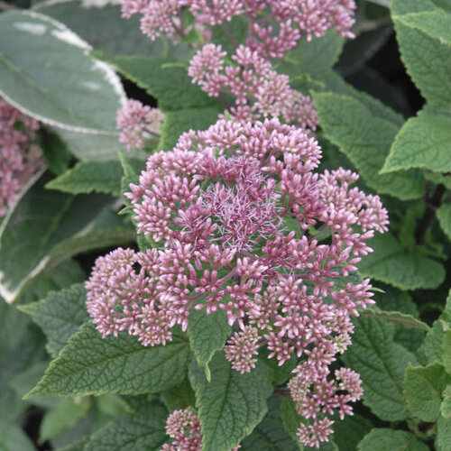 eupatorium_little_joe.jpg