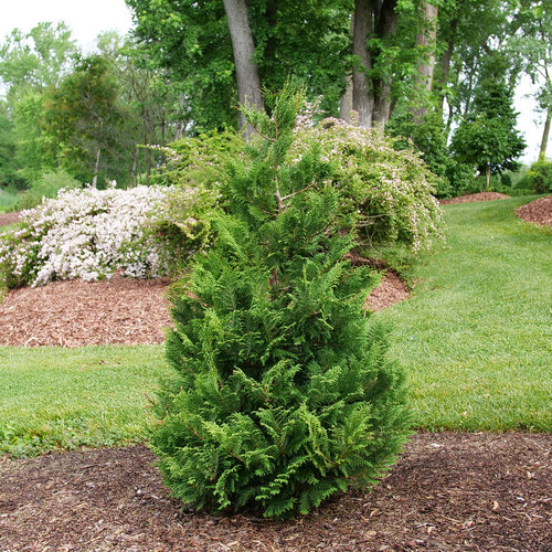 The fluffy, fast-growing Cedar Rapids false cypress.