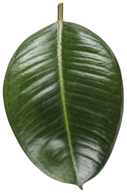 ficus_elastica_chroma_robusta_macro_01.jpg