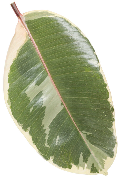 ficus_elastica_chroma_tineke_macro_01.jpg