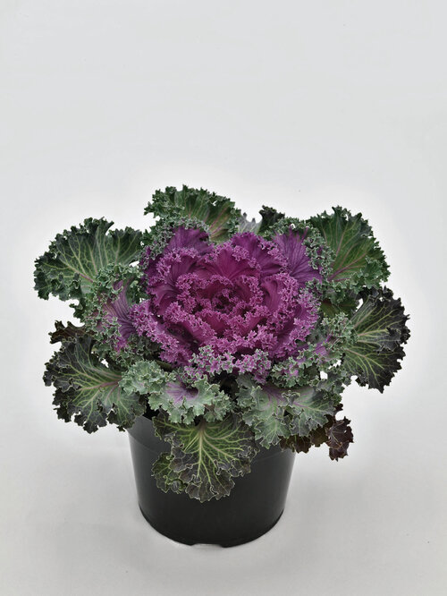 Nagoya Red - Flowering Kale