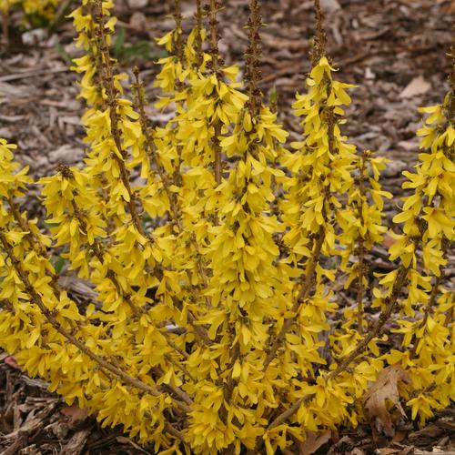 forsythiashowoffsugarbabyimg_0659.jpg