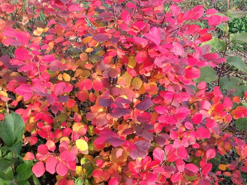 Fall color on Legend of the Fall fothergilla