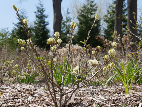 Legend of the Fall fothergilla blooming in spring