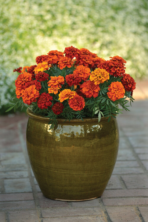 Fireball - Dwarf Crested French Marigold