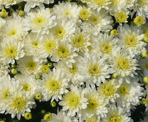 Moonglow White Garden Mum