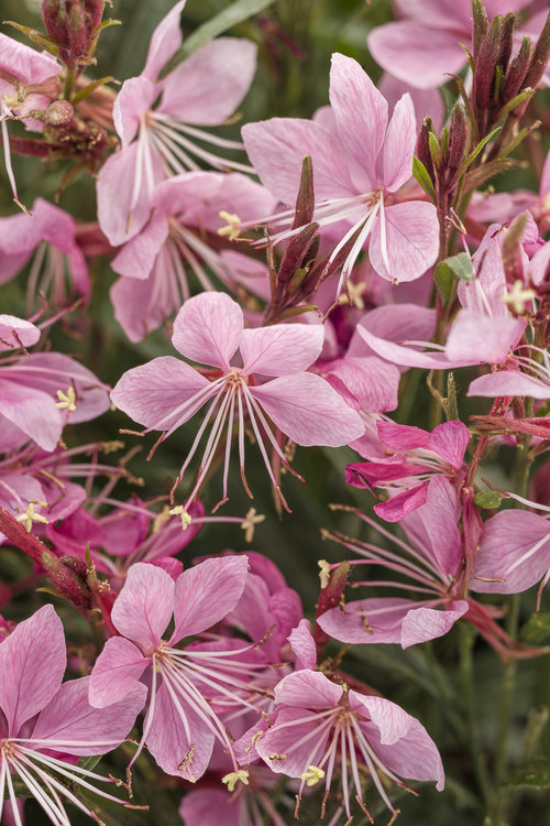 Karalee® Petite Pink Imp - Wand Flower - Gaura
