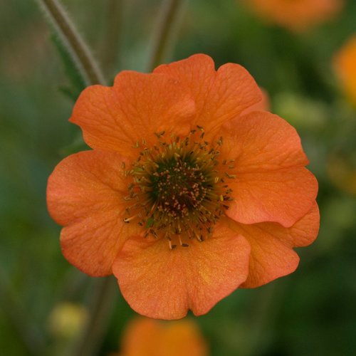 Geum 'Totally Tangerine'