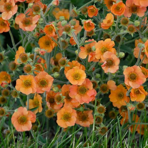 Geum Totally Tangerine